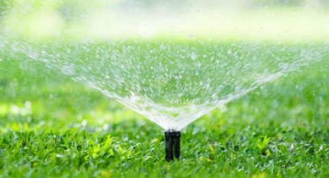 1 irrigation
