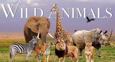 12. rewilding