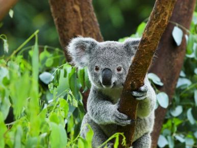 13. koalas