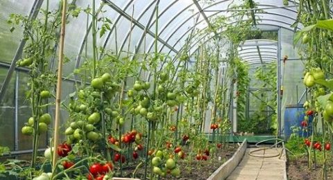 3. greenhouse